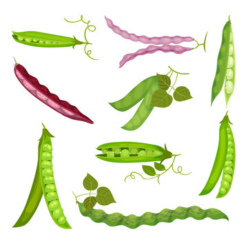 Set of images of pea pods and beans. Vector illustration on white background.