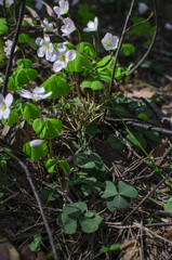 Small wild flowers are in a green spring forest