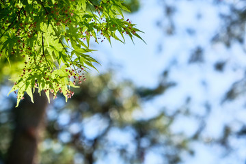 Beautiful green leaves of japanese maple trees that are exposed to sunlight in the spring