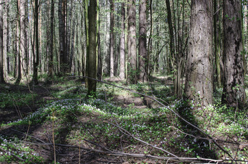 Green forest with a path. Sunny spring day.