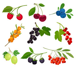 Collection of different varieties of berries on the stem with leaves. Vector illustration on white background.