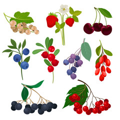 Set of different types of berries on a stem with leaves. Vector illustration on white background.