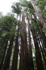 Sequoia trees in Yosemite