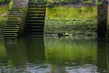 Fototapeta na wymiar pond with water lilies