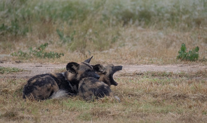 Pack of rare African wild dogs, photographed at Sabi Sands Game Reserve which has an open border with the Kruger National Park, South Africa. 