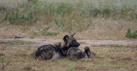 Pack of rare African wild dogs, photographed at Sabi Sands Game Reserve which has an open border with the Kruger National Park, South Africa. 