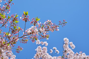 Cherry blossom or sakura is blooming on the trees in light pink color with clear blue sky background
