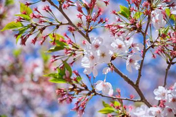 Close up cherry blossom or sakura is blooming on the trees in light pink color with beautiful blue sky background