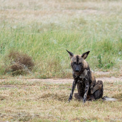 Rare African wild dog, seen with a larger pack, photographed at Sabi Sand Game Reserve which has an open border with the Kruger National Park, South Africa. 