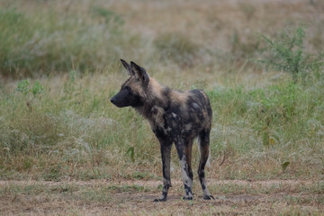 Rare African wild dog, seen with a larger pack, photographed at Sabi Sand Game Reserve which has an open border with the Kruger National Park, South Africa. 