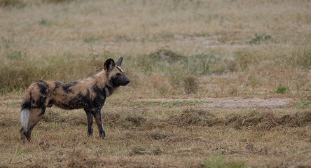 Rare African wild dog, seen with a larger pack, photographed at Sabi Sand Game Reserve which has an open border with the Kruger National Park, South Africa. 