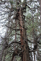 Sequoia tree