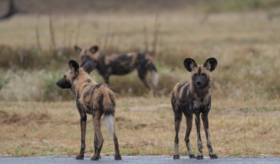 Naklejka na ściany i meble Pack of rare African wild dogs, photographed at Sabi Sands Game Reserve which has an open border with the Kruger National Park, South Africa. 