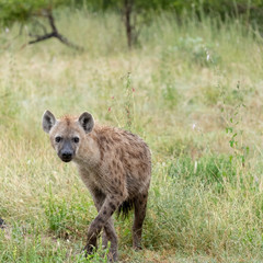 Spotted hyena in the bush, photographed in Sabi Sands, Kruger, South Africa