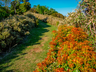 【静岡県伊豆半島】春の高原風景【伊豆山稜線歩道・だるま山周辺】