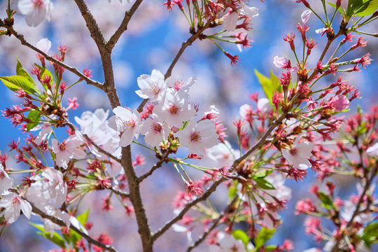 Close up cherry blossom or sakura is blooming on the trees in light pink color with beautiful blue sky background