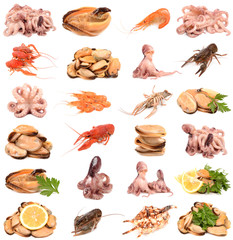 collection of seafood