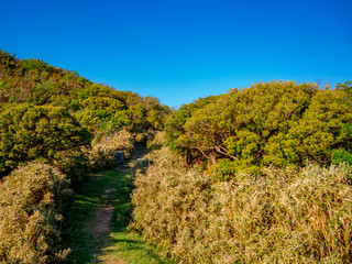 【静岡県伊豆半島】春の高原風景【伊豆山稜線歩道・だるま山周辺】