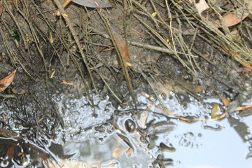 Poisonous muddy dirty water background texture pattern. Full frame.