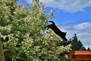 Ein Katzensprung