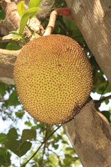 jackfruit on tree