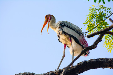 Painted Stork sitting on a tree