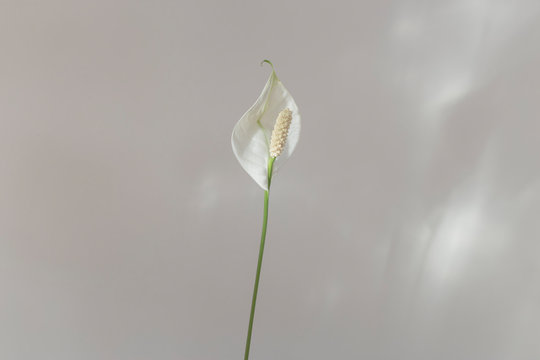 Plante