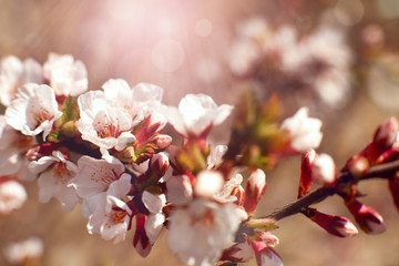 Obraz premium Flowering branch of apricot tree. Macro. Flowers of an apricot tree in spring in the rays of the sun and glare. White spring flowers for design and wallpaper.