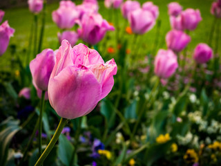 pink tulips and flowers in a field