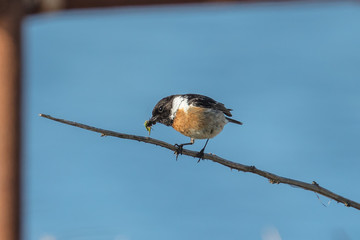 braunkehlchen
