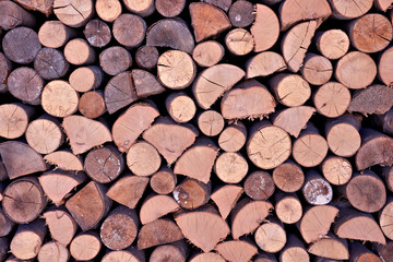 stockpile of beech logs