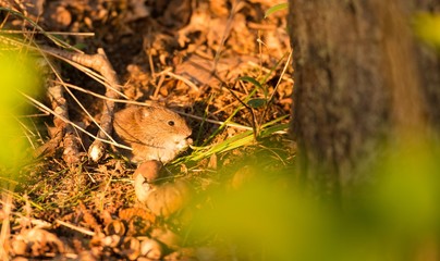 Rötelmaus oder Waldwühlmaus (Myodes glareolus, Syn.: Clethrionomys glareolus) frißt Gras im Wald, FFH-Gebiet "Ilmenau mit Nebenbächen", Niedersachsen, Deutschland, Europa