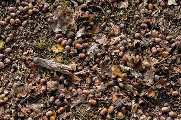 couple acorns on the ground