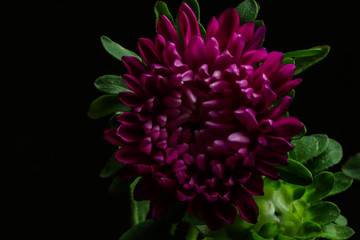 purple flower