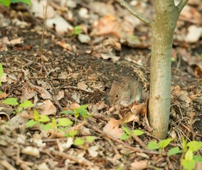 Rötelmaus oder Waldwühlmaus (Myodes glareolus, Syn.: Clethrionomys glareolus) im Wald, Niedersachsen, Deutschland, Europa