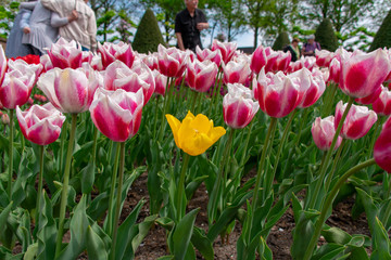 One yellow tulip surrounded by pink-white tulips