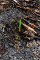 Fototapeta premium tree burned tree forest fire burnt bark charred nature green greens