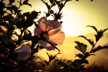 flower in sunrise