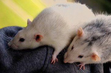 Obraz premium rat on white background