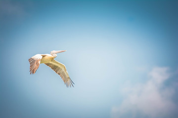 Grey Heron flying high in the sky