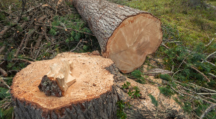 controlled deforestation inside an Italian forest. Cross section of a young pine tree