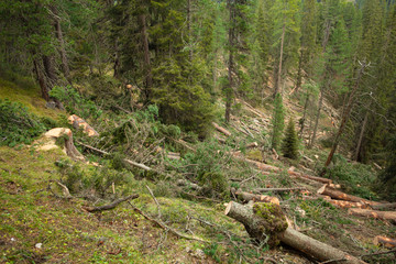 controlled deforestation inside an Italian forest. Cross section of a young pine tree
