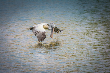 Pelican Bird Flying Over The Water
