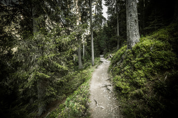 Fototapeta na wymiar walking long a peaceful mountain path in Valle di Funes into the Italian Dolomites