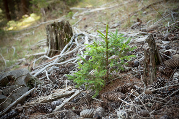 A little pine tree is growin up in the woods