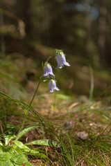 Mountain flora from the Dolomites - ITALY