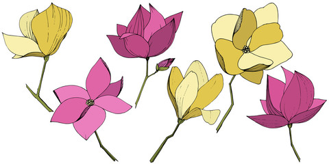 Vector Magnolia foral botanical flowers. Purple and yellow engraved ink art. Isolated magnolia illustration element.