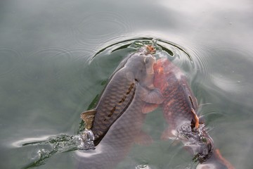 A pond with carps near the Senate Information Center of the Czech Republic on Wallenstein Square, Prague, Czech Republic