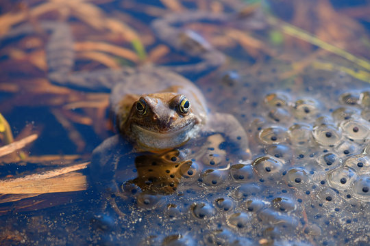 The European common frog (Rana temporaria) is in the spawn covered pond in spring.