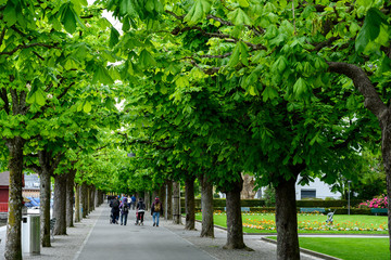 Ahornallee mit frischem Grün, Promenade, Luzern, Schweiz